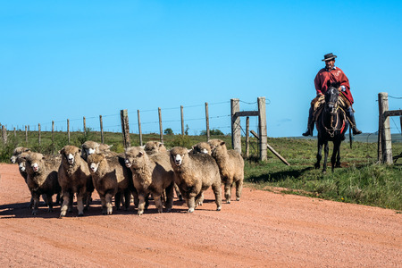 Cuchilla del Ombu, Tacuarembo, Uruguay - March 12, 2018: Gaucho (South American cowboy) collect the herd and drive it into the corral. Gaucho is a resident of the South American pampasのeditorial素材