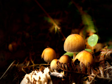 Mushrooms in the forest like a fairy taleの写真素材