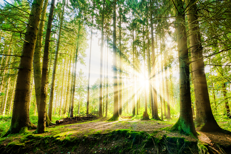 Forest with sunbeamsの写真素材