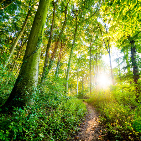 Forest with Sunの写真素材
