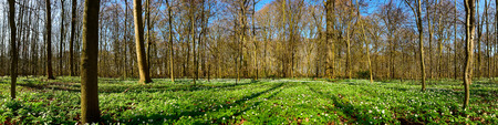 Forest panorama in springの写真素材
