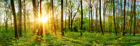 Forest panorama in springの写真素材