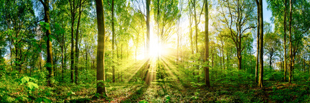 Forest panorama with sun raysの写真素材