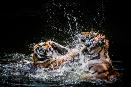 Two Tigers fighting in Waterの写真素材