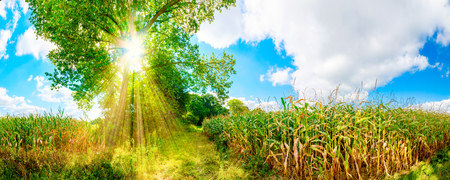 Cornfield in sunshine
