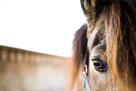 Horse eyeの写真素材