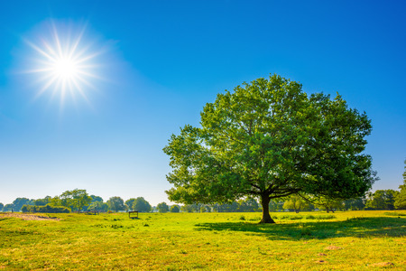 Summer landscape with a big tree and bright sunの写真素材
