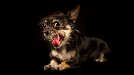 Chihuahua Yorkshire Terrier mongrel, sweet dog on black backgroundの写真素材