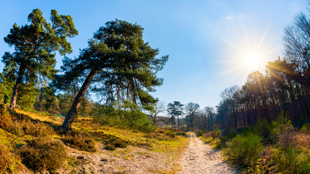 Path through a landscape with forest and trees in bright sunshineの写真素材