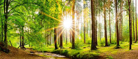 Beautiful forest panorama in spring with bright sun shining through the treesの写真素材