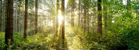 Beautiful forest in spring sun shining through the treesの写真素材