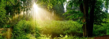 Beautiful forest with bright sun shining through the trees