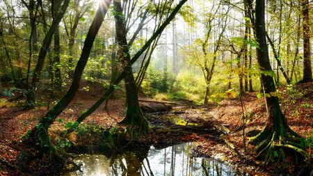 Bright forest with big trees on the forest floor and sunlight in the background