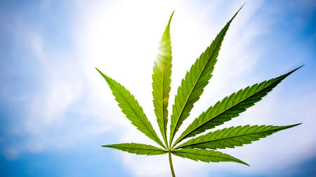 Cannabis leaf against a blue summer skyの写真素材