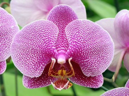 Butterfly orchid in full bloomの写真素材