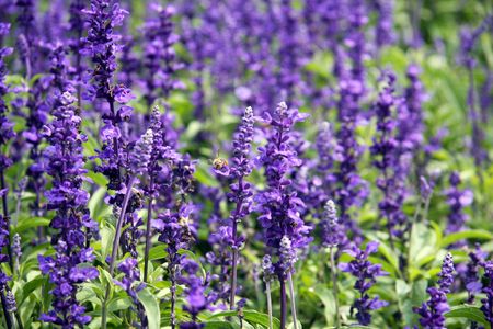 Purple flowersの写真素材