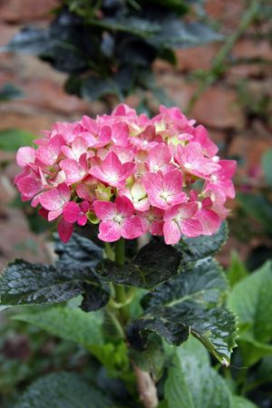 Pink flowersの写真素材