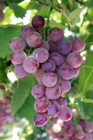 Grapeの写真素材