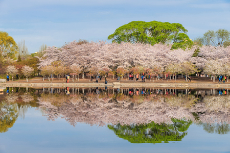 The cherry blossom trees  reflected on the lakeのeditorial素材