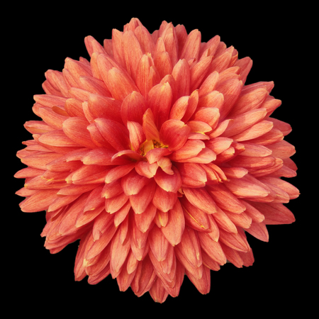 Red chrysanthemum close-upの写真素材
