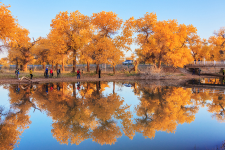 In the early morning, the photographers shoot in the red-orange Populus euphratica on the calm lakeside.のeditorial素材