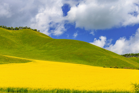 Rape flower in the prairie under blue sky and white clouds