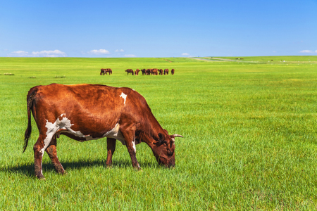 Cow in the prairie under blue sky and white cloudsの写真素材