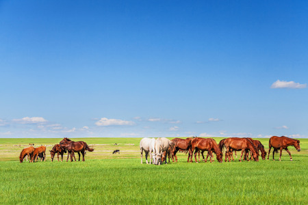 Horses in the prairie under the blue skyの写真素材