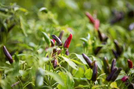 Pepper