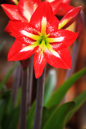 Flowersの写真素材