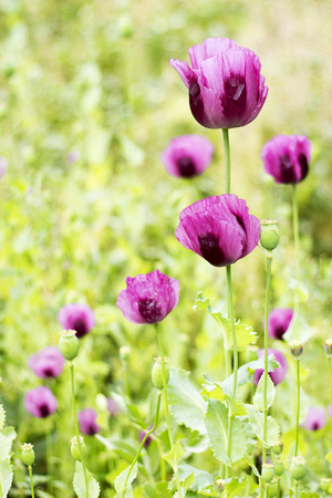 Poppy flowersの写真素材