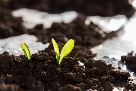 Germination of maizeの写真素材
