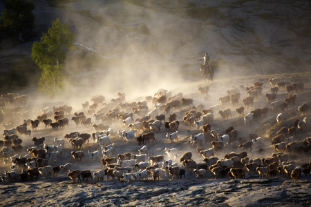 shepherd  transitionの写真素材