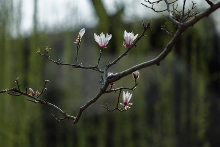 Magnolia soulangeana Soul.-Bodの写真素材