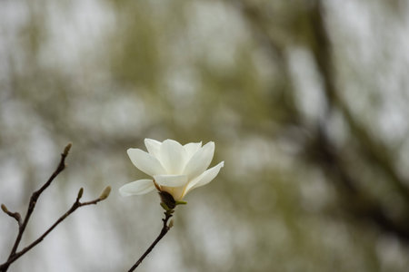Michelia alba DC