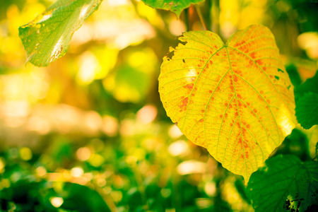 leaves