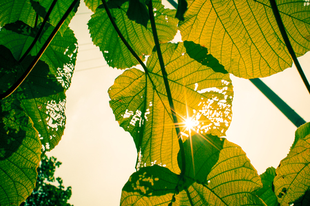 Light leavesの写真素材