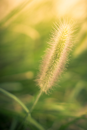 Reed flowers in late autumnの写真素材