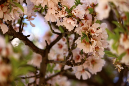 Cherry Blossoms の写真素材