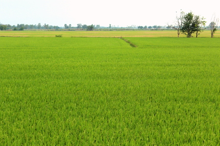 Green Rice Fieldの写真素材