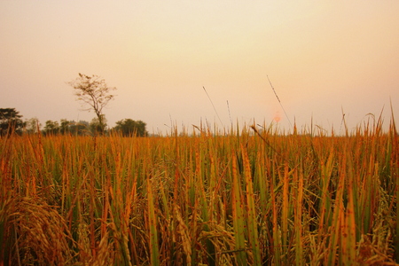 Gold Rice Fieldの写真素材