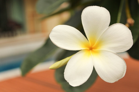 White flowerの写真素材