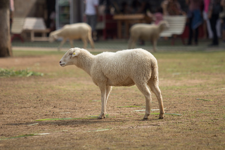 White Sheepの写真素材