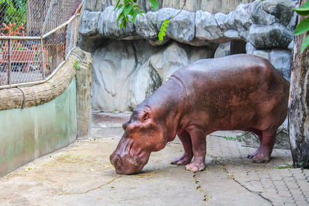 Hippopotamusの写真素材