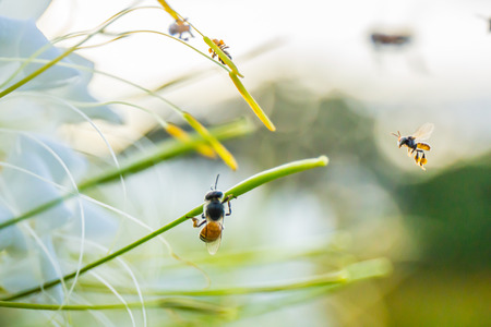 Spider flower surround with beesの写真素材