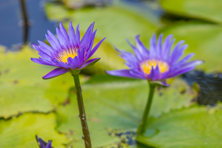 Lotus in the swamp.の写真素材
