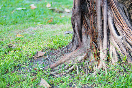 Tree in the garden.の写真素材