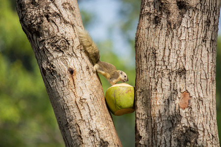 Squirrel is eating coconut.