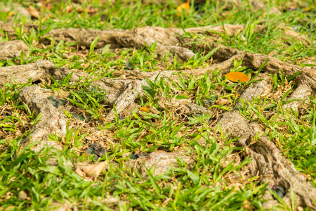 Closeup shot to some part of root of big tree.の写真素材