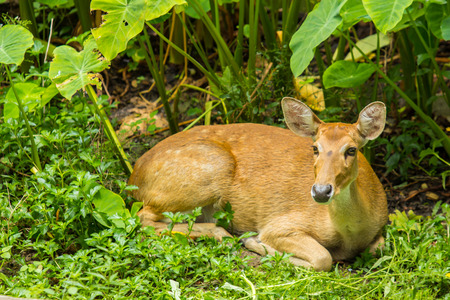 Eld's deers in zoo.の写真素材